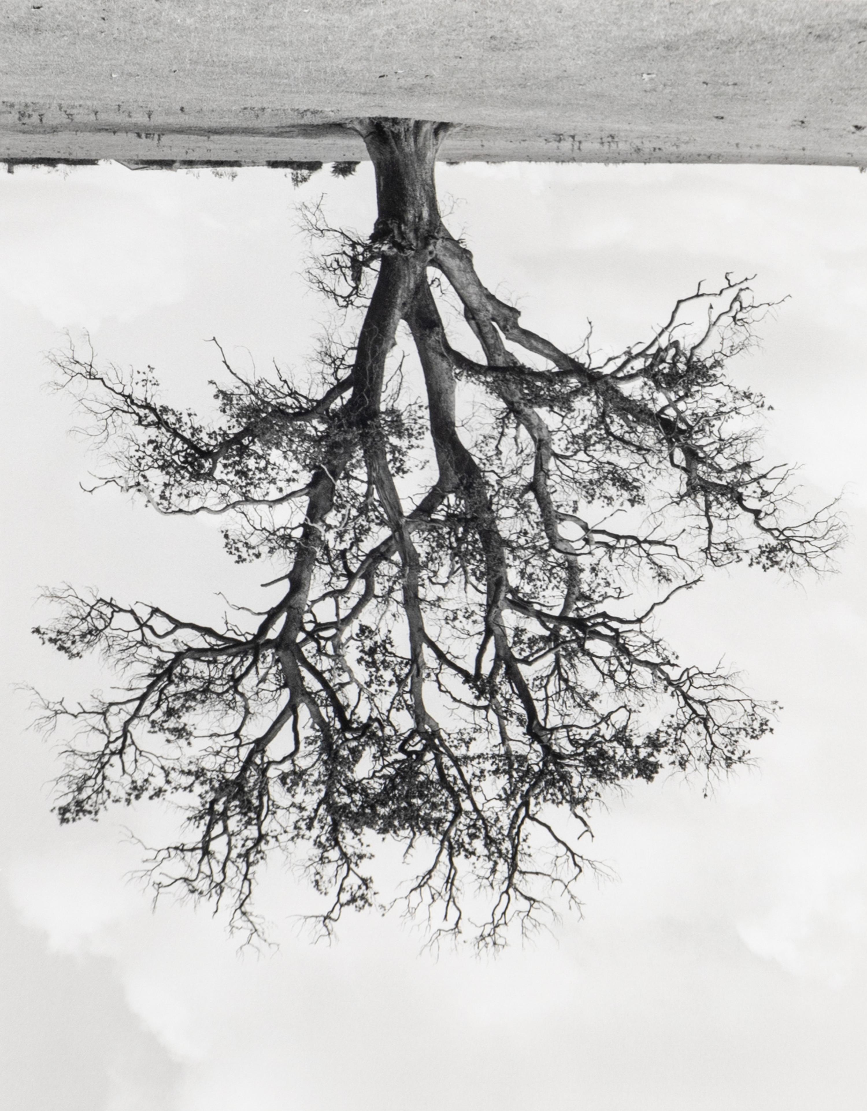 Rodney Graham (1949-2022) Oxfordshire Oak, Banford, Fall, 1990