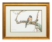 Kestrel , 1993