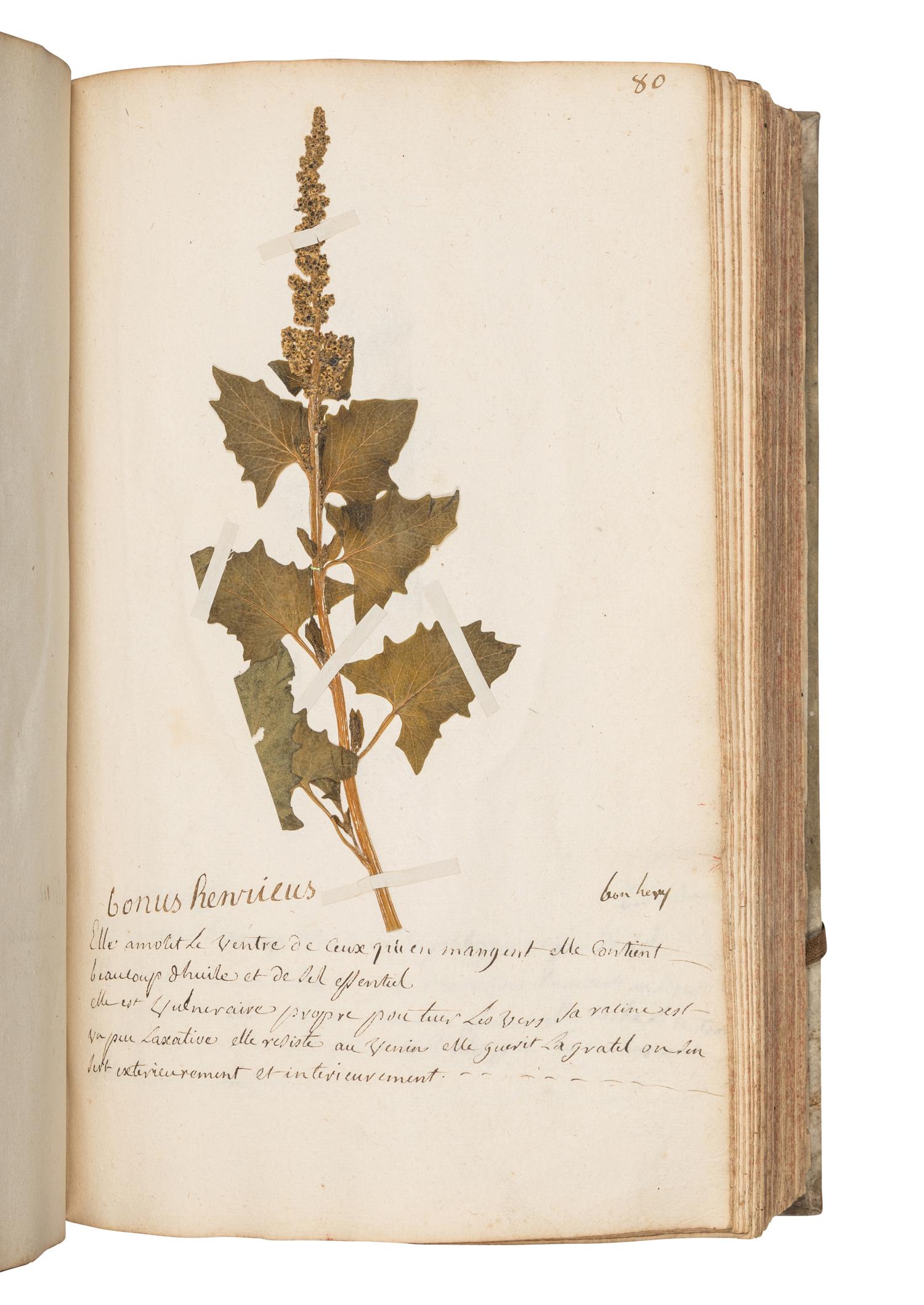 [SPECIMEN ALBUM]. JEANPIERRE, Sebastien. "Catalogue General de toutes les plantes mises pau Lettre alphabetique fait pau Sebastien Jeanpierre Garcon apotiquaire chez Le sieu Dierson M. apotiquaire." Nancy, France, 1741.