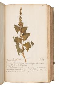 [SPECIMEN ALBUM]. JEANPIERRE, Sebastien. "Catalogue General de toutes les plantes mises pau Lettre alphabetique fait pau Sebastien Jeanpierre Garcon apotiquaire chez Le sieu Dierson M. apotiquaire." Nancy, France, 1741.