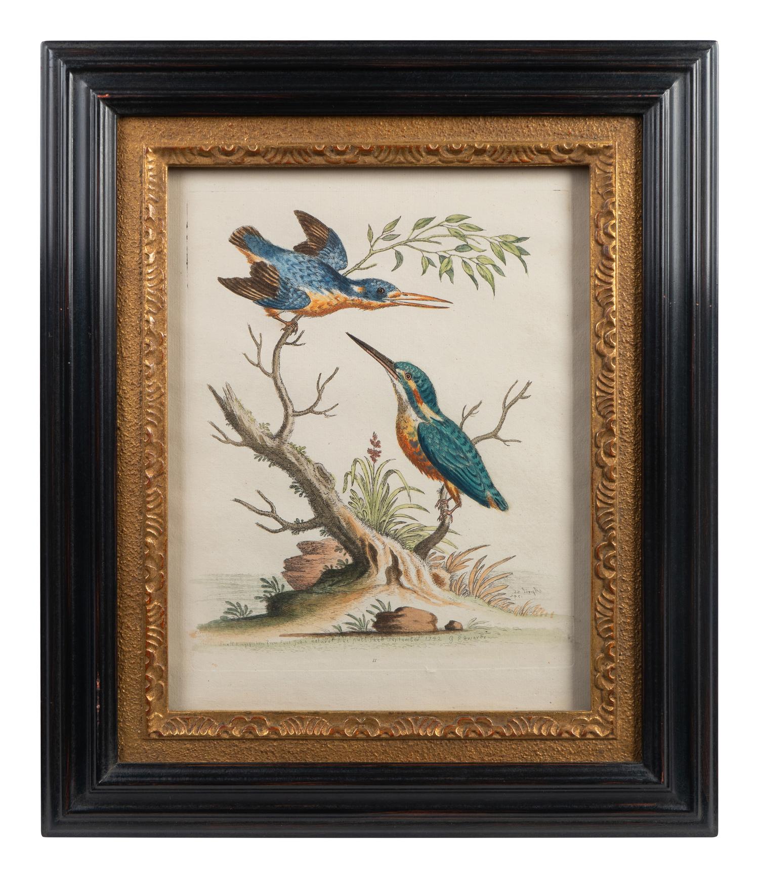 A Set of Eight Hand-Colored Engravings After George Edwards (British, 1694-1773) — LATE 19TH CENTURY