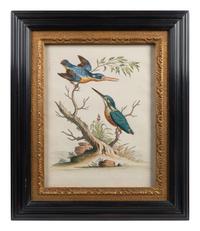 A Set of Eight Hand-Colored Engravings After George Edwards (British, 1694-1773) — LATE 19TH CENTURY