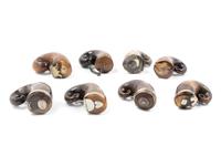 Eight Metal-Mounted Ram's Horn Snuff Mulls