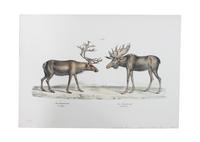Five Hand Colored Game Prints 11 1/2 x 15 1/2 inches (largest) — 19TH CENTURY