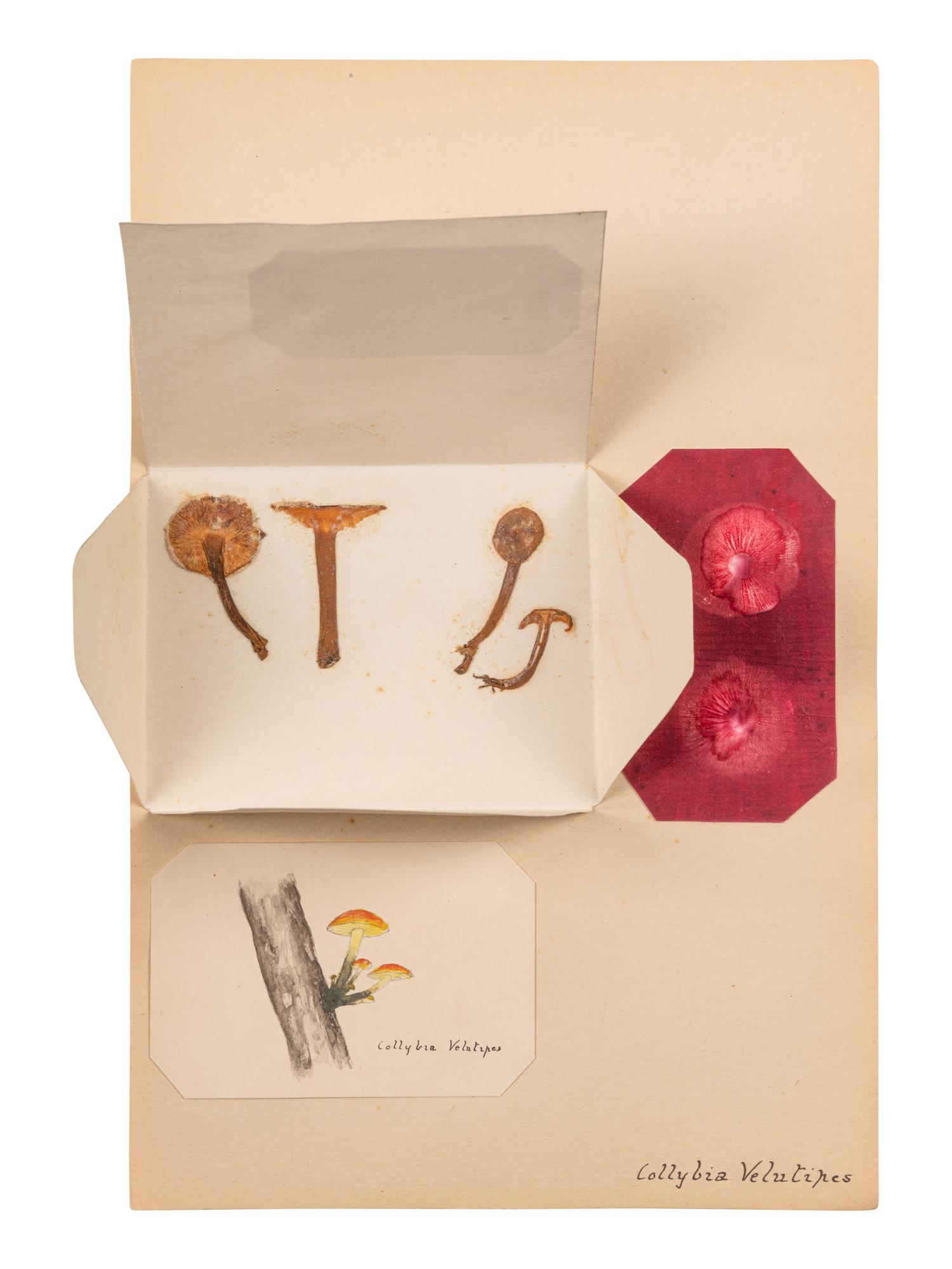 [SPECIMEN ALBUM - MUSHROOMS]. Collection of pressed and preserved Basidiomycete mushrooms, including specimens from nature and watercolor drawings. Ca 1915-1917.