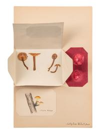 [SPECIMEN ALBUM - MUSHROOMS]. Collection of pressed and preserved Basidiomycete mushrooms, including specimens from nature and watercolor drawings. Ca 1915-1917.