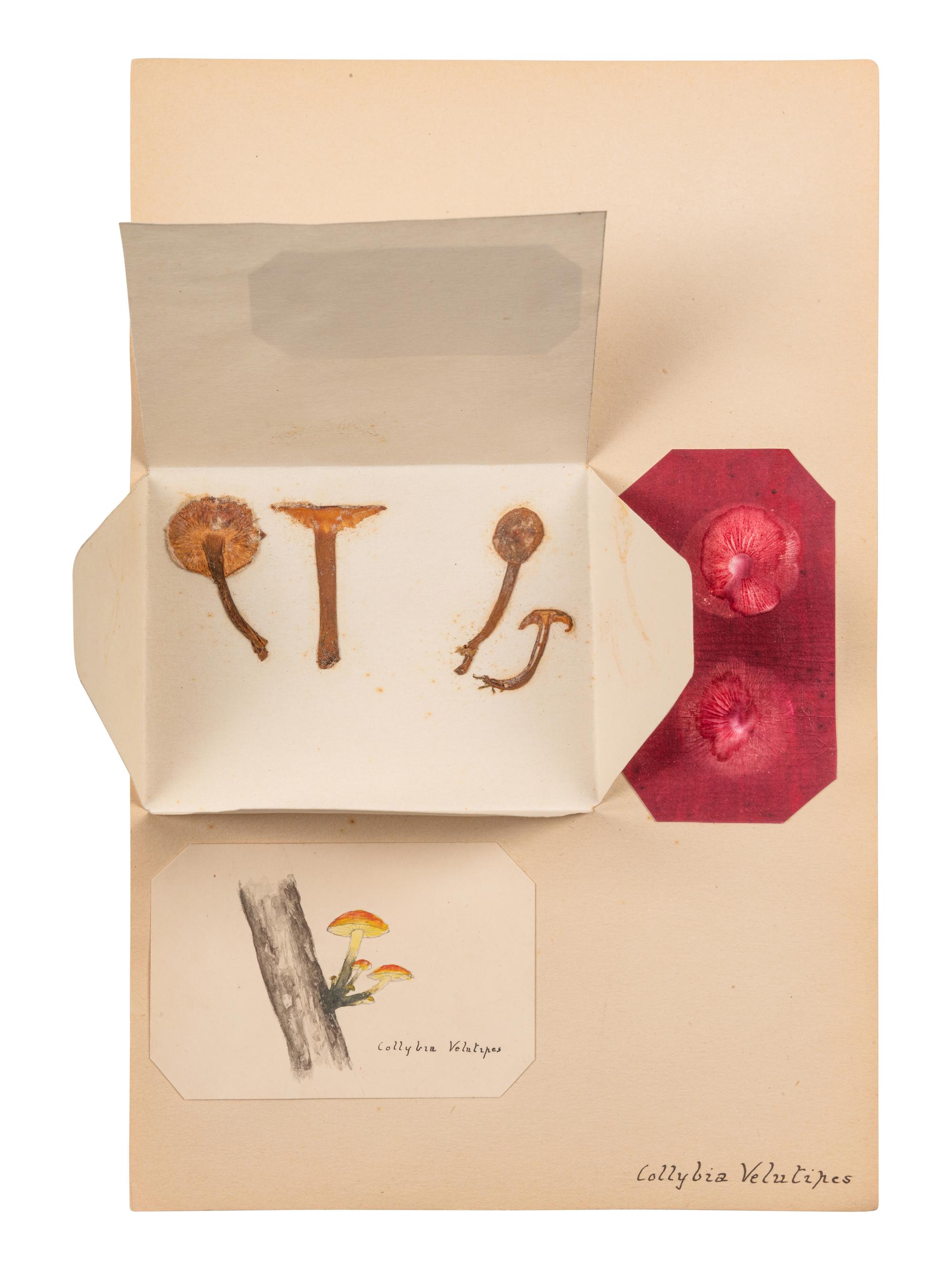 [SPECIMEN ALBUM - MUSHROOMS]. Collection of pressed and preserved Basidiomycete mushrooms, including specimens from nature and watercolor drawings. Ca 1915-1917.