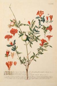 A Set of Six Botanical Artworks