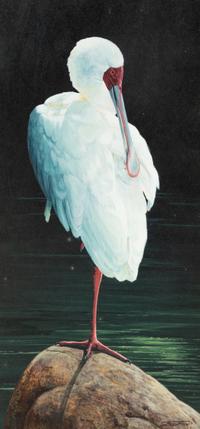 Preening Spoonbill , 2007