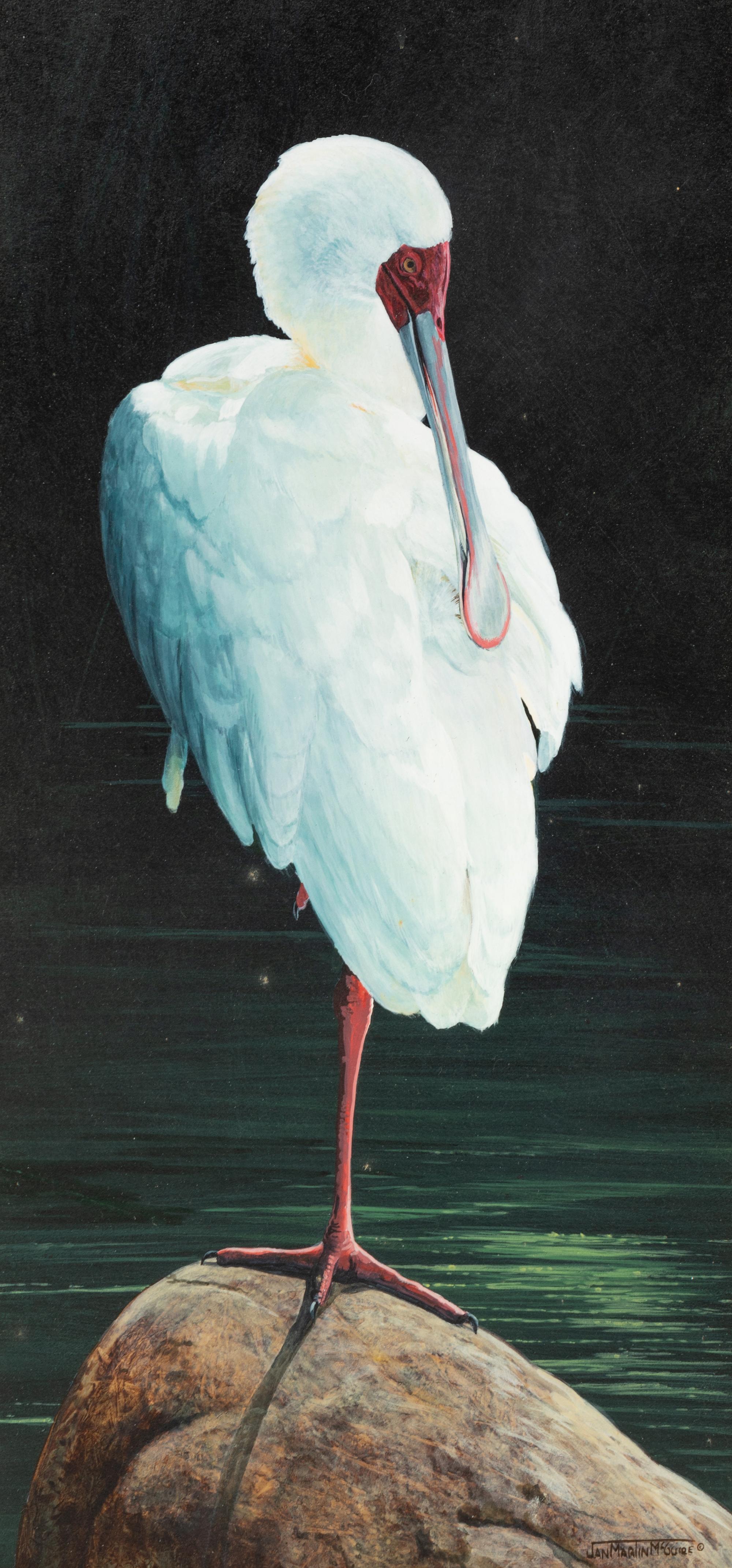 Preening Spoonbill , 2007