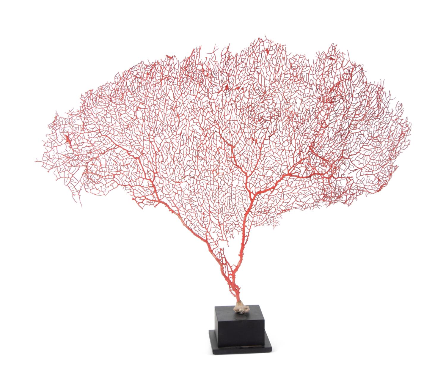 A Black Coral Branch Specimen and Red Coral Specimen