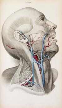 (ANATOMY) LIZARS, JOHN. A System of Anatomical Plates of the Human Body... Edinburgh, n.d. [1857] New edition.