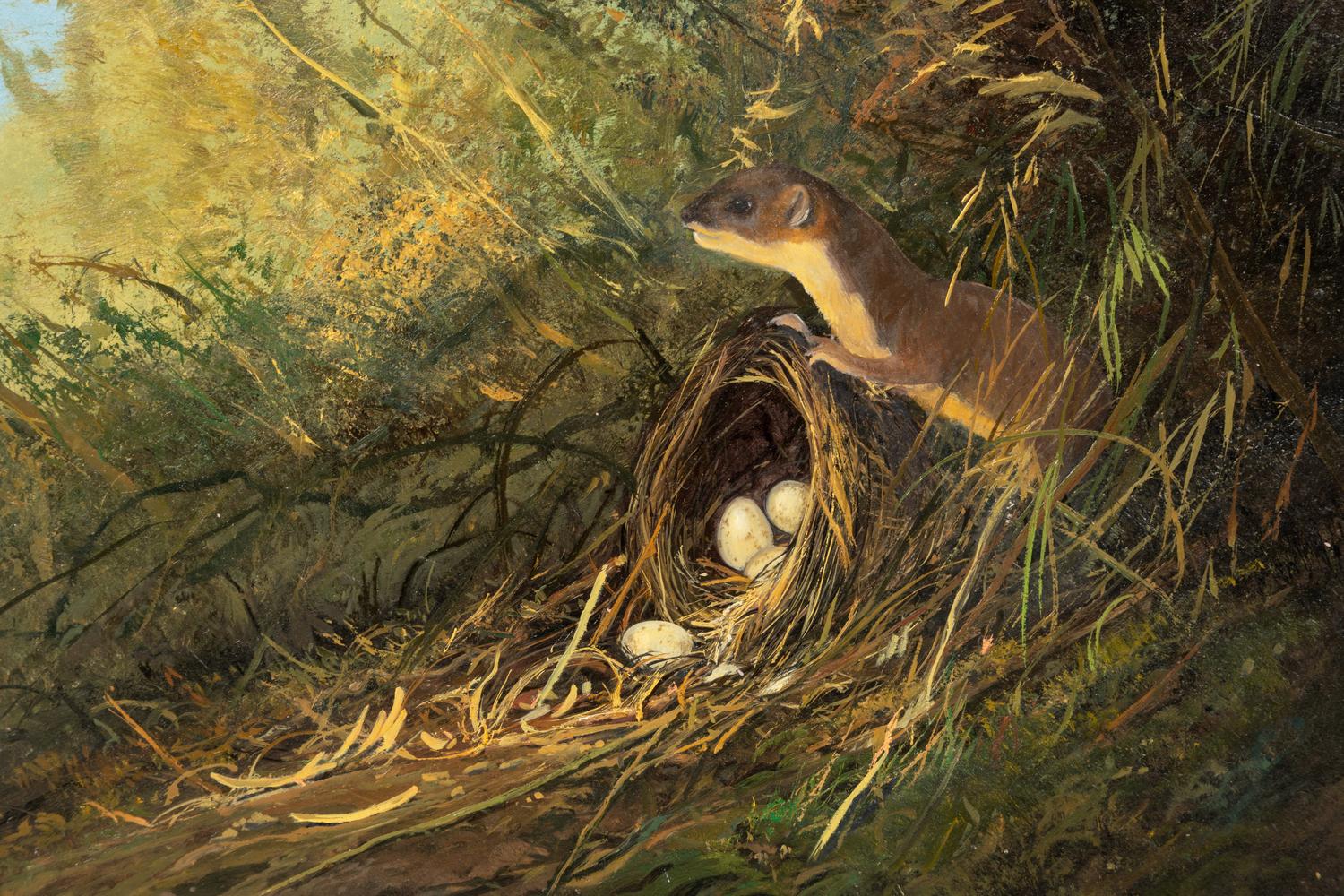 Bird Nest