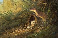 Bird Nest