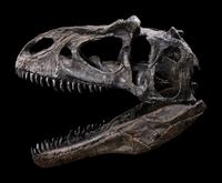 A Juvenile Allosaurus Skull ( Allosaurus fragilis)