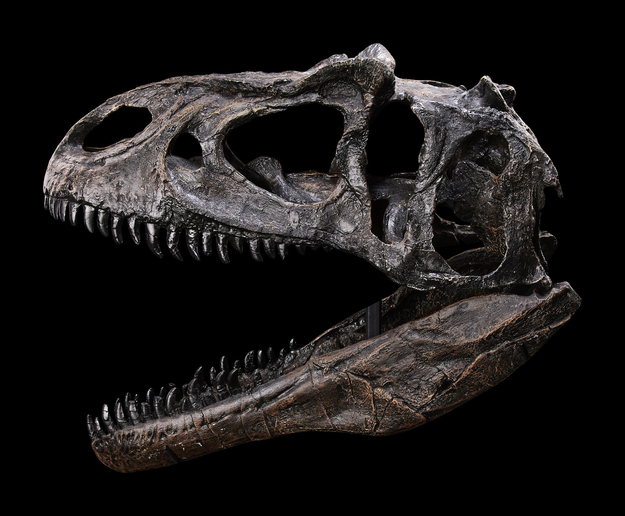 A Juvenile Allosaurus Skull ( Allosaurus fragilis)