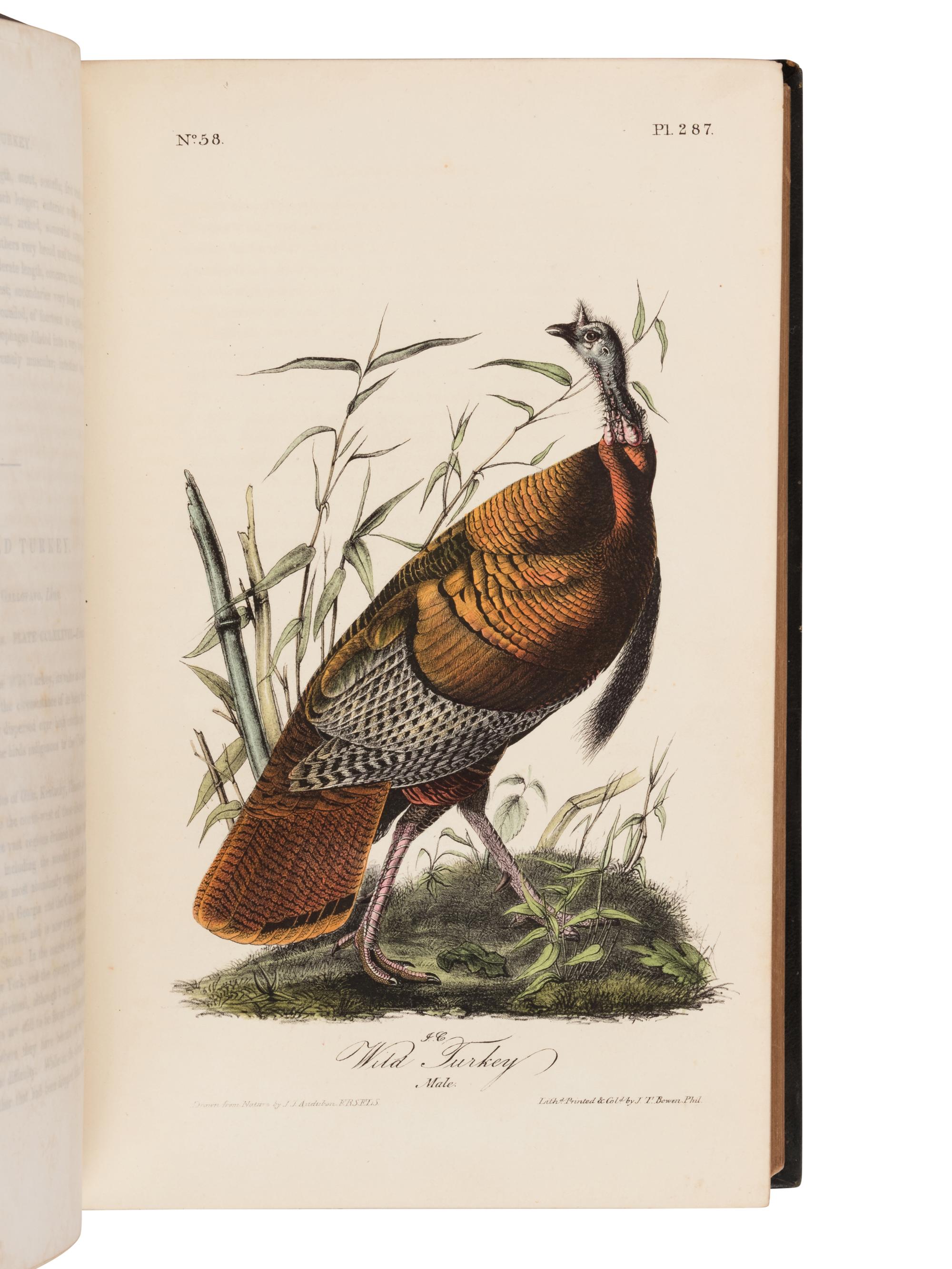 Audubon, John James. The Birds of America, from Drawings Made in the United States and their Territories