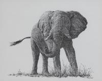 Africa's Big Six