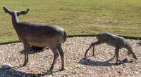 Springtime - Doe and Fawn