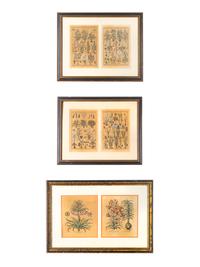A Group of Botanical Engravings