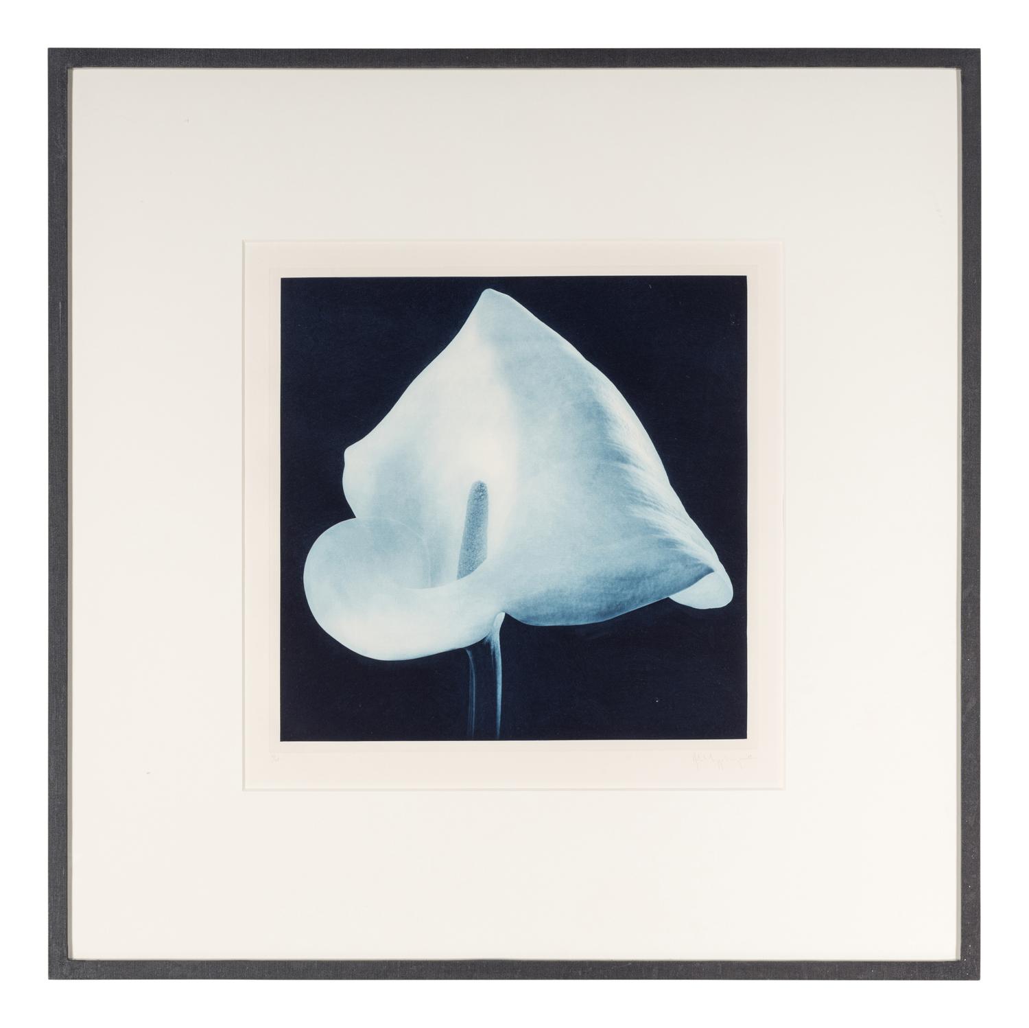 Robert Mapplethorpe (1946-1989) Blue Calla Lily (from "Flowers" Portfolio) , 1988