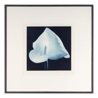 Robert Mapplethorpe (1946-1989) Blue Calla Lily (from "Flowers" Portfolio) , 1988