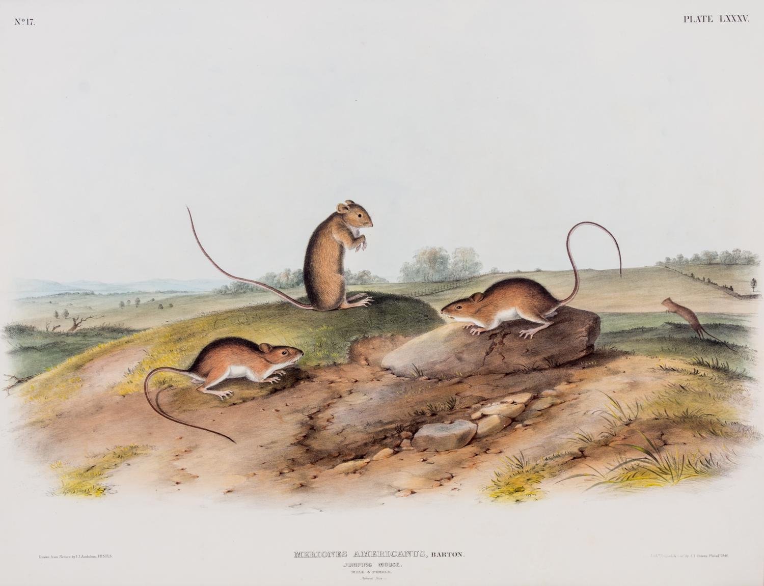 (AUDUBON, JOHN JAMES, after) BOWEN, J.T. Meriones Americanus, Jumping Mouse, plate LXXXV, no. 17.