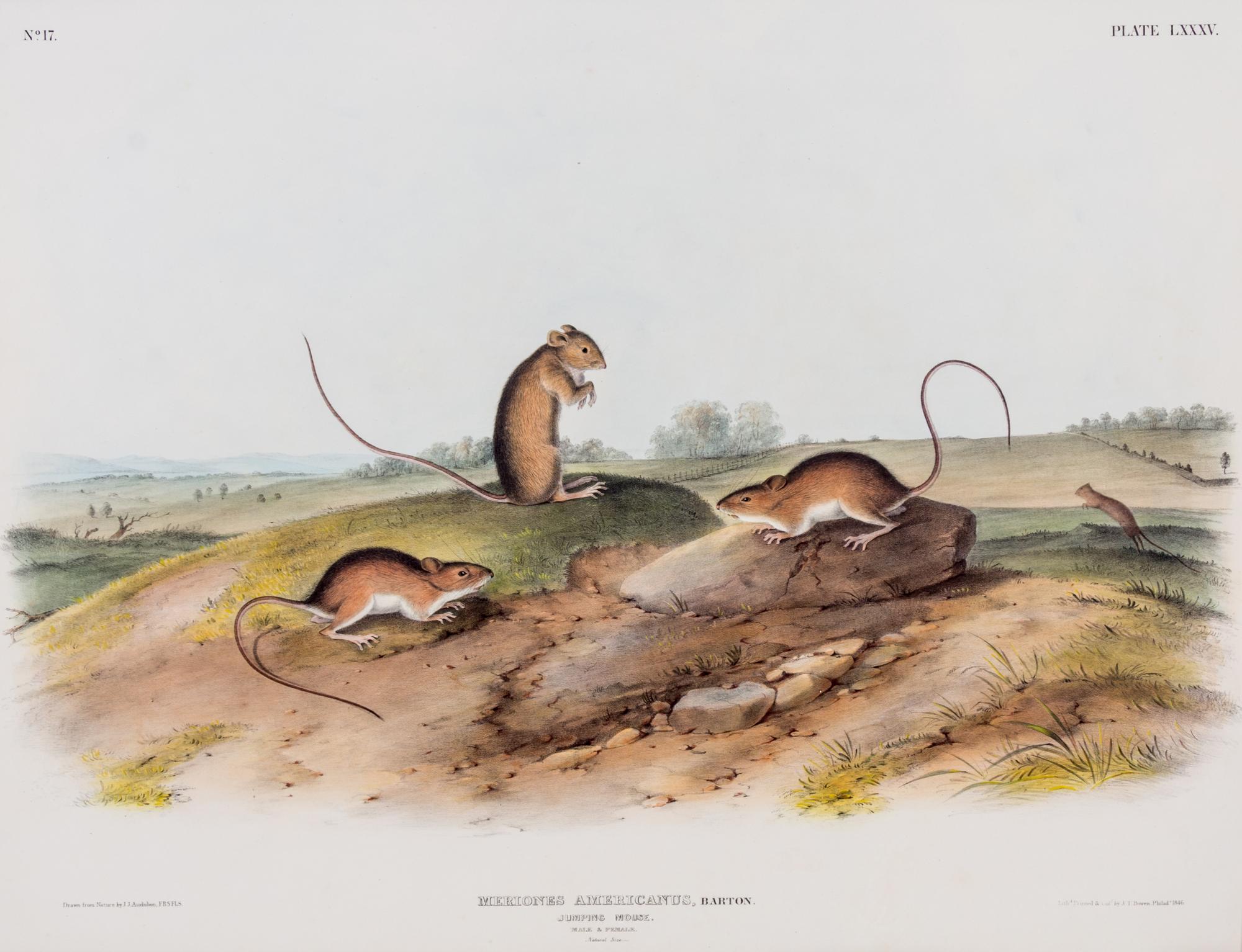 (AUDUBON, JOHN JAMES, after) BOWEN, J.T. Meriones Americanus, Jumping Mouse, plate LXXXV, no. 17.