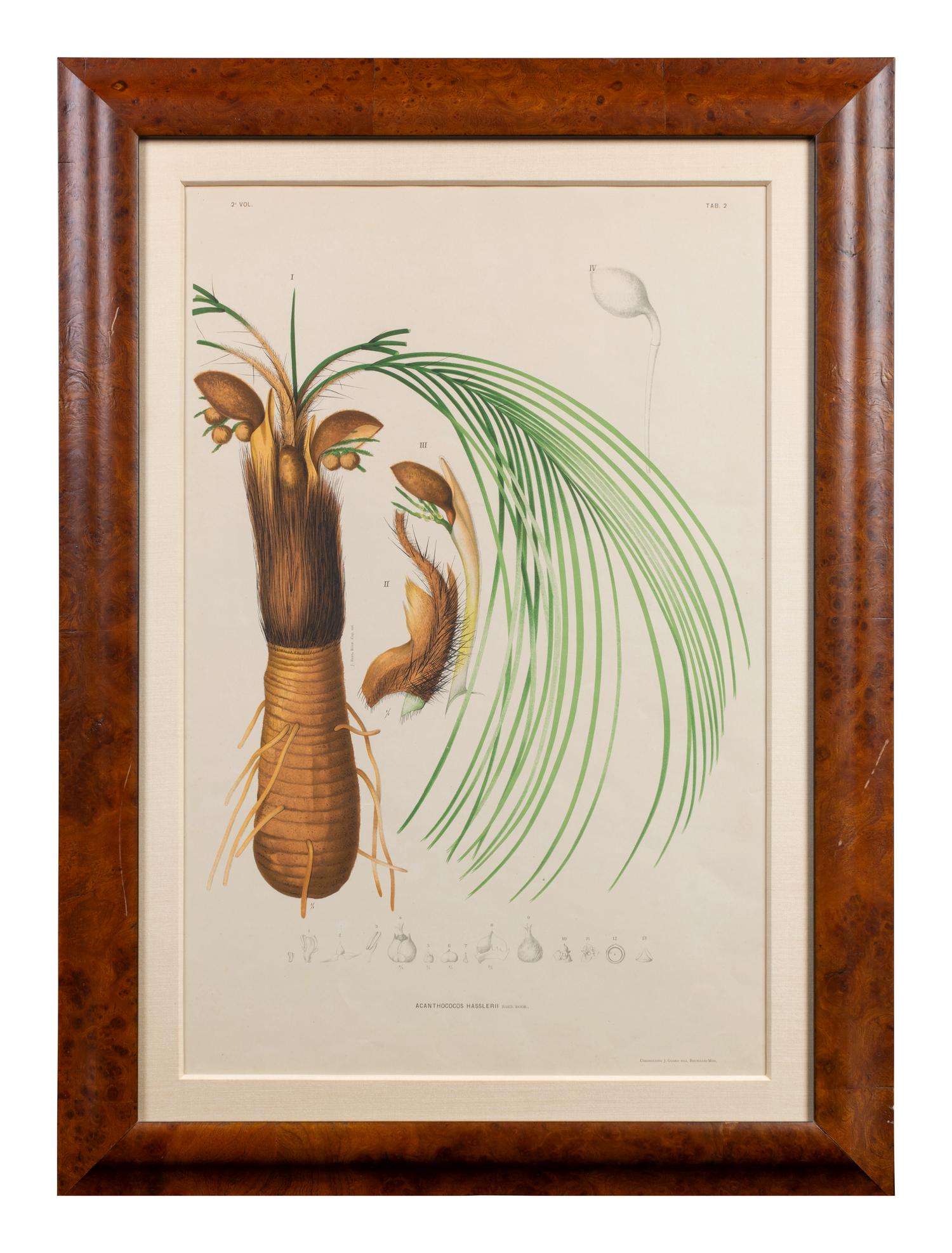 A Set of Eight Framed Botanical Chromolithographs — J Goffin Fils, Bruxelles