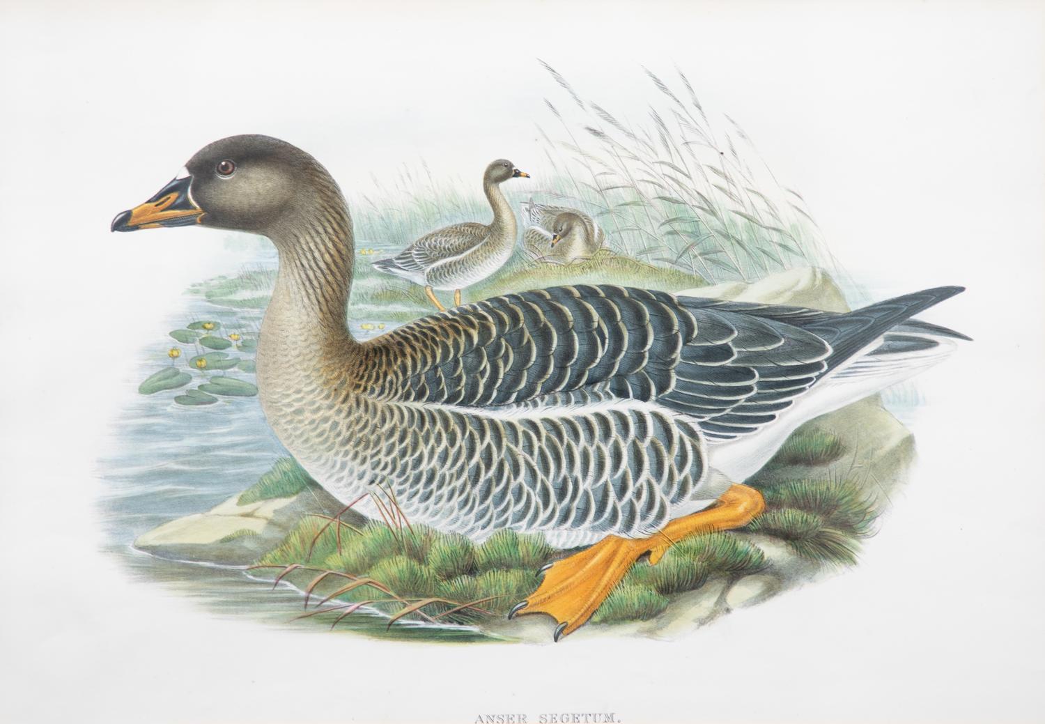 Six Framed Ornithological Color Engravings Image area 13 1/2 x 19 5/8 inches. — 19TH CENTURY