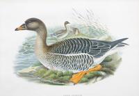 Six Framed Ornithological Color Engravings Image area 13 1/2 x 19 5/8 inches. — 19TH CENTURY
