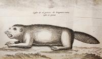 LA HONTAN, BARON. Voyages Du Baron De La Hontan dans L'Amerique Septentrionale.. Hague, 1705. 2 vols. w/maps.