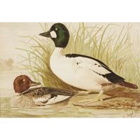 ALEXANDER POPE JUNIOR (AMERICAN 1849-1924) "BLACK DUCK" FROM UPLAND GAME BIRDS AND WATERFOWL OF THE UNITED STATES