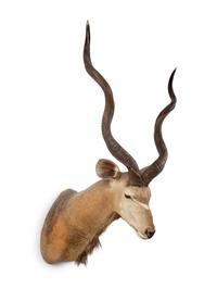 A Shoulder Mount Taxidermy Greater Kudu