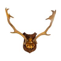 A Taxidermy Antler Mount