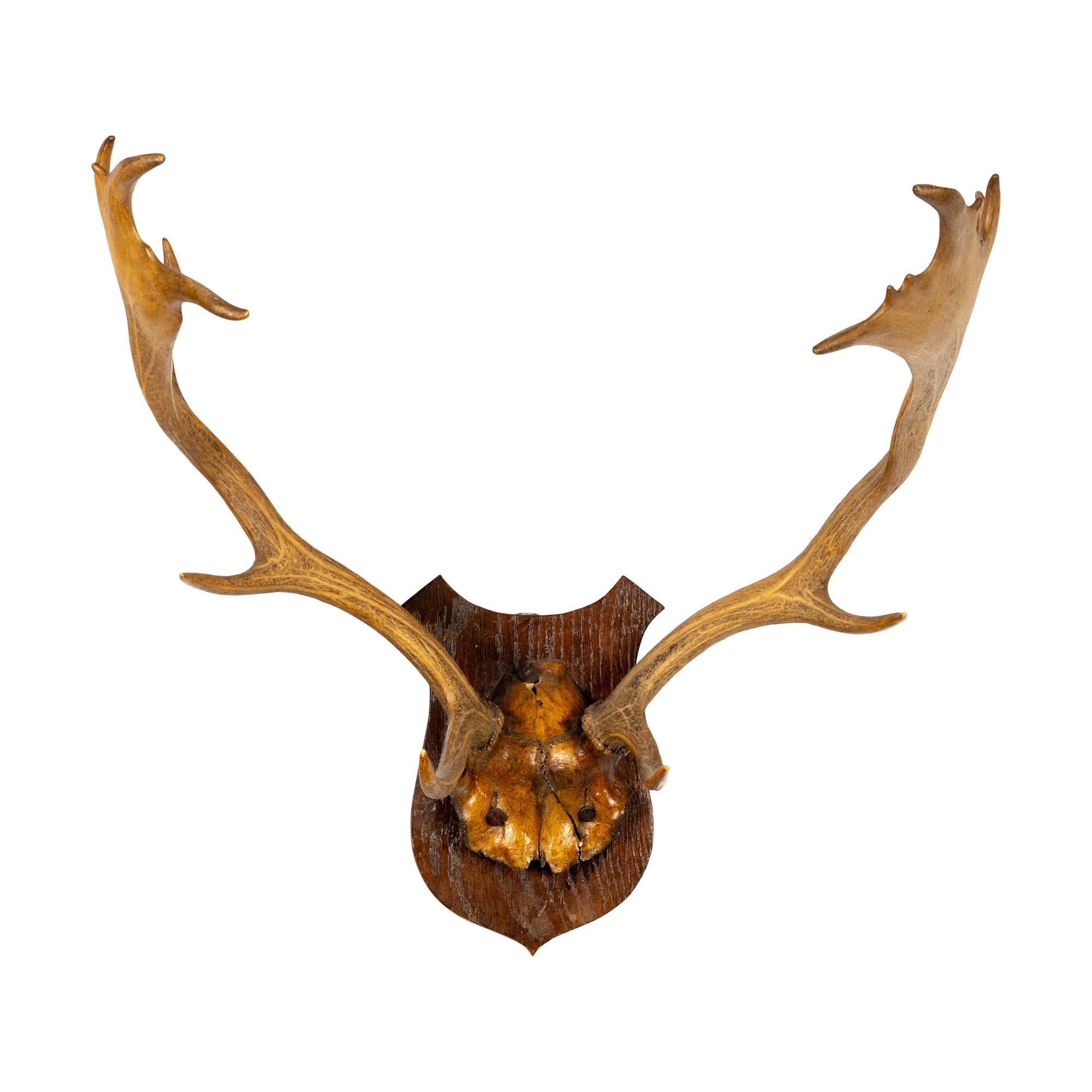 A Taxidermy Antler Mount