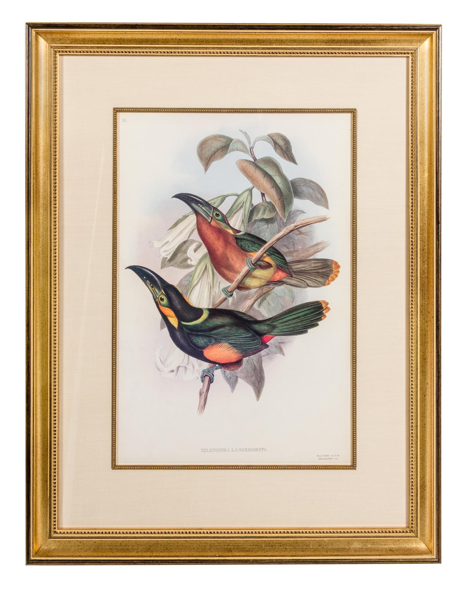 After J. E. Gould, , Selcnidera Landsdorffi, Pteroglossus Flavirostris, Pterglossus Aracari and Ramphastos Erythrirpynchos