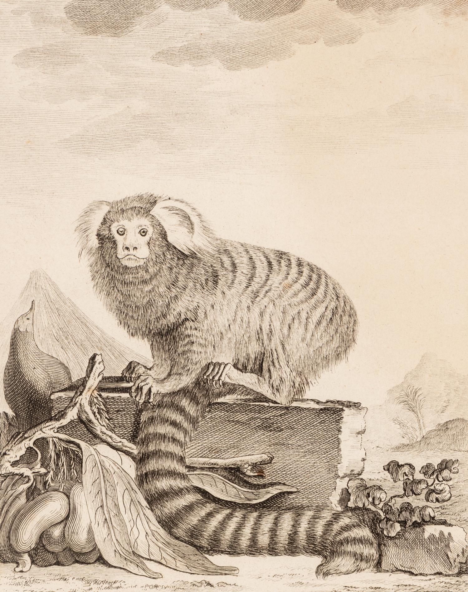 A Collection of Twelve Georges-Louis Leclerc Monkey Engravings from Histoire Naturelle