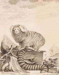 A Collection of Twelve Georges-Louis Leclerc Monkey Engravings from Histoire Naturelle