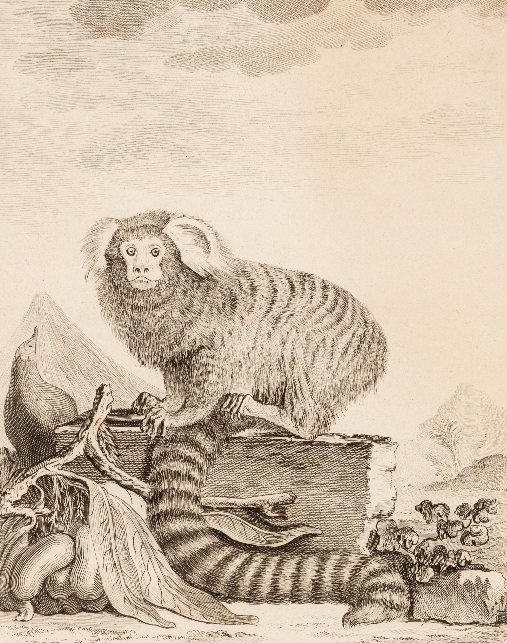 A Collection of Twelve Georges-Louis Leclerc Monkey Engravings from Histoire Naturelle