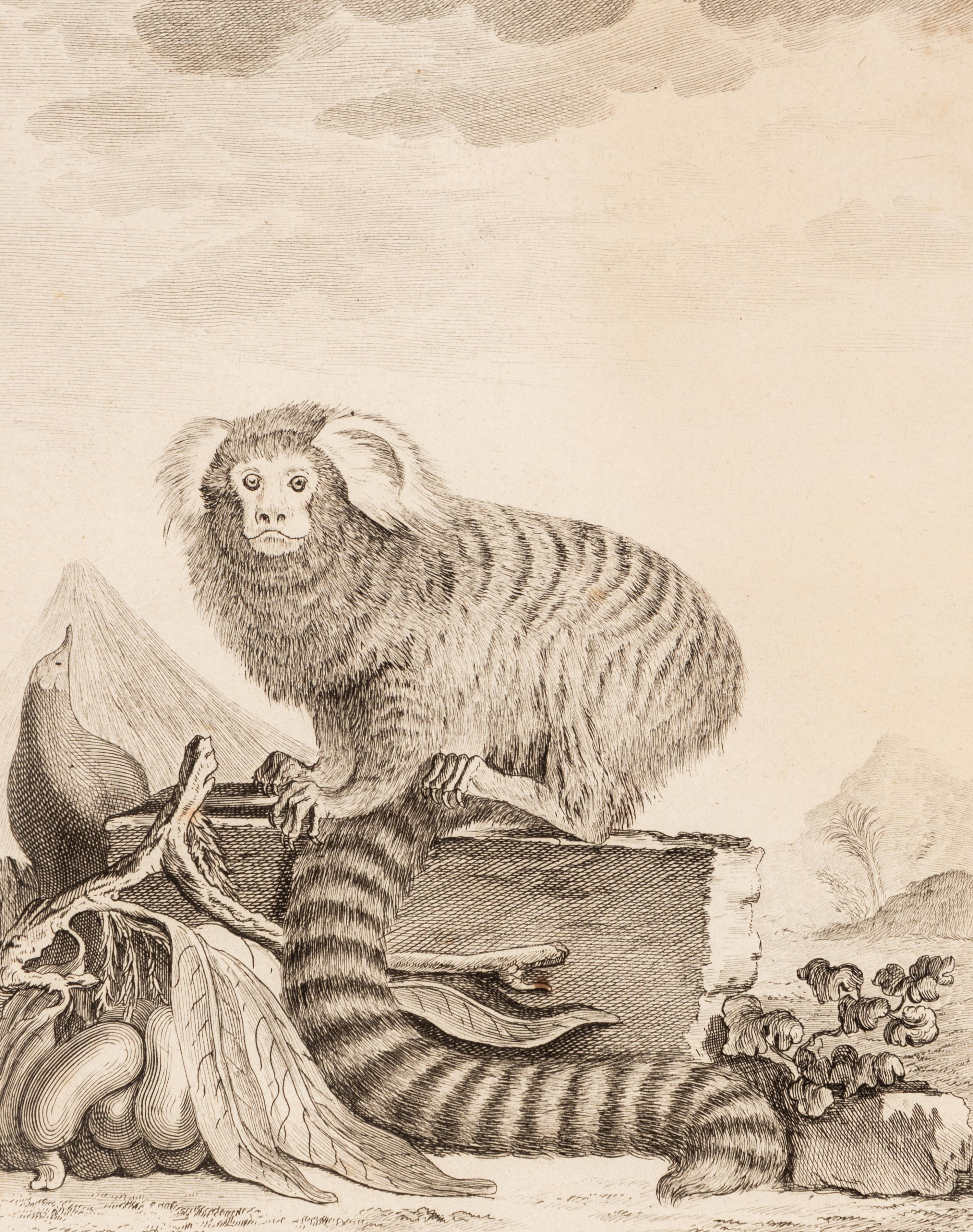 A Collection of Twelve Georges-Louis Leclerc Monkey Engravings from Histoire Naturelle
