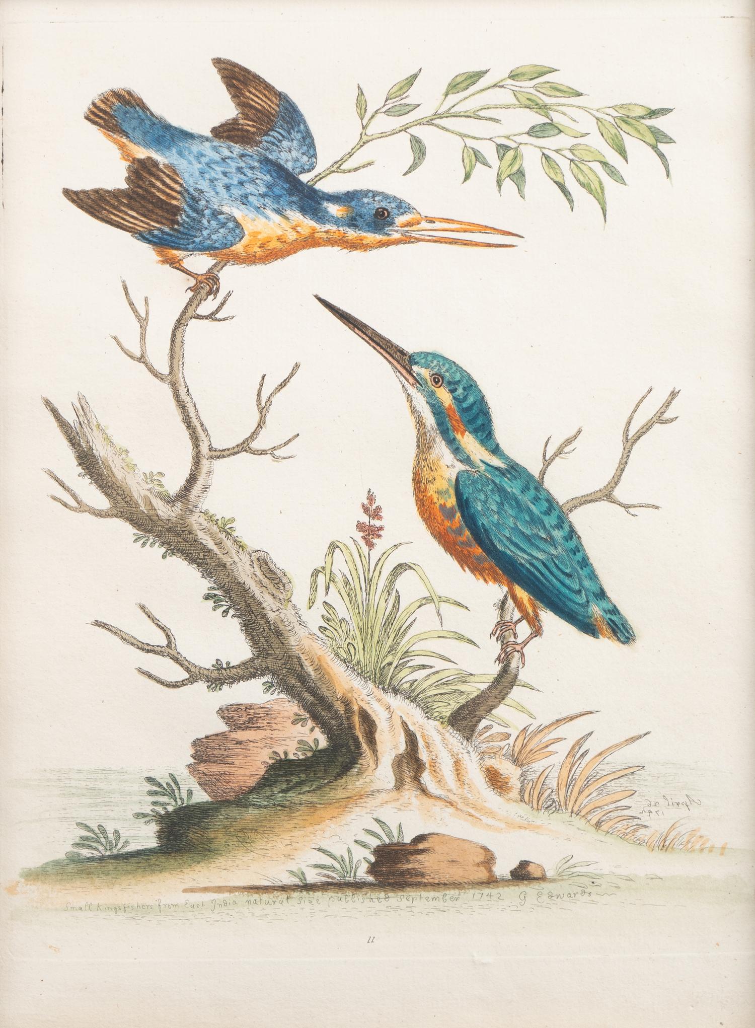 A Set of Eight Hand-Colored Engravings After George Edwards (British, 1694-1773) — LATE 19TH CENTURY