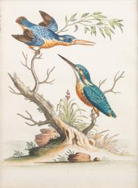 A Set of Eight Hand-Colored Engravings After George Edwards (British, 1694-1773) — LATE 19TH CENTURY