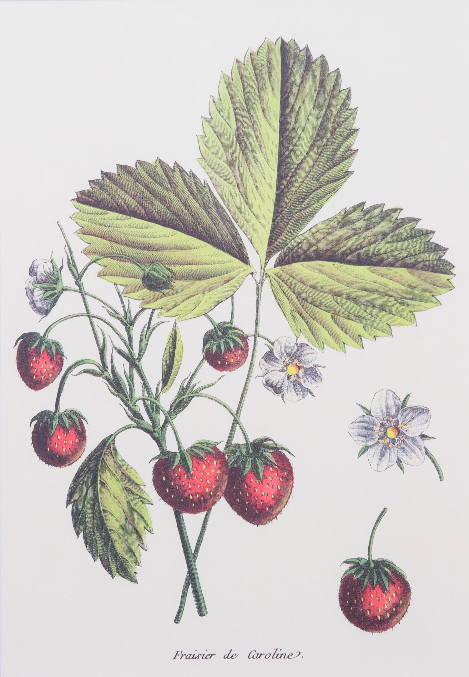 Four Framed Reproduction Botanical Prints of Fruit Framed size 19 3/4 x 15 1/4 inches. — 20TH CENTURY