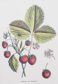 Four Framed Reproduction Botanical Prints of Fruit Framed size 19 3/4 x 15 1/4 inches. — 20TH CENTURY
