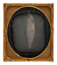 [EARLY PHOTOGRAPHY]. A sixth plate daguerreotype of a fish, possibly a salmon.