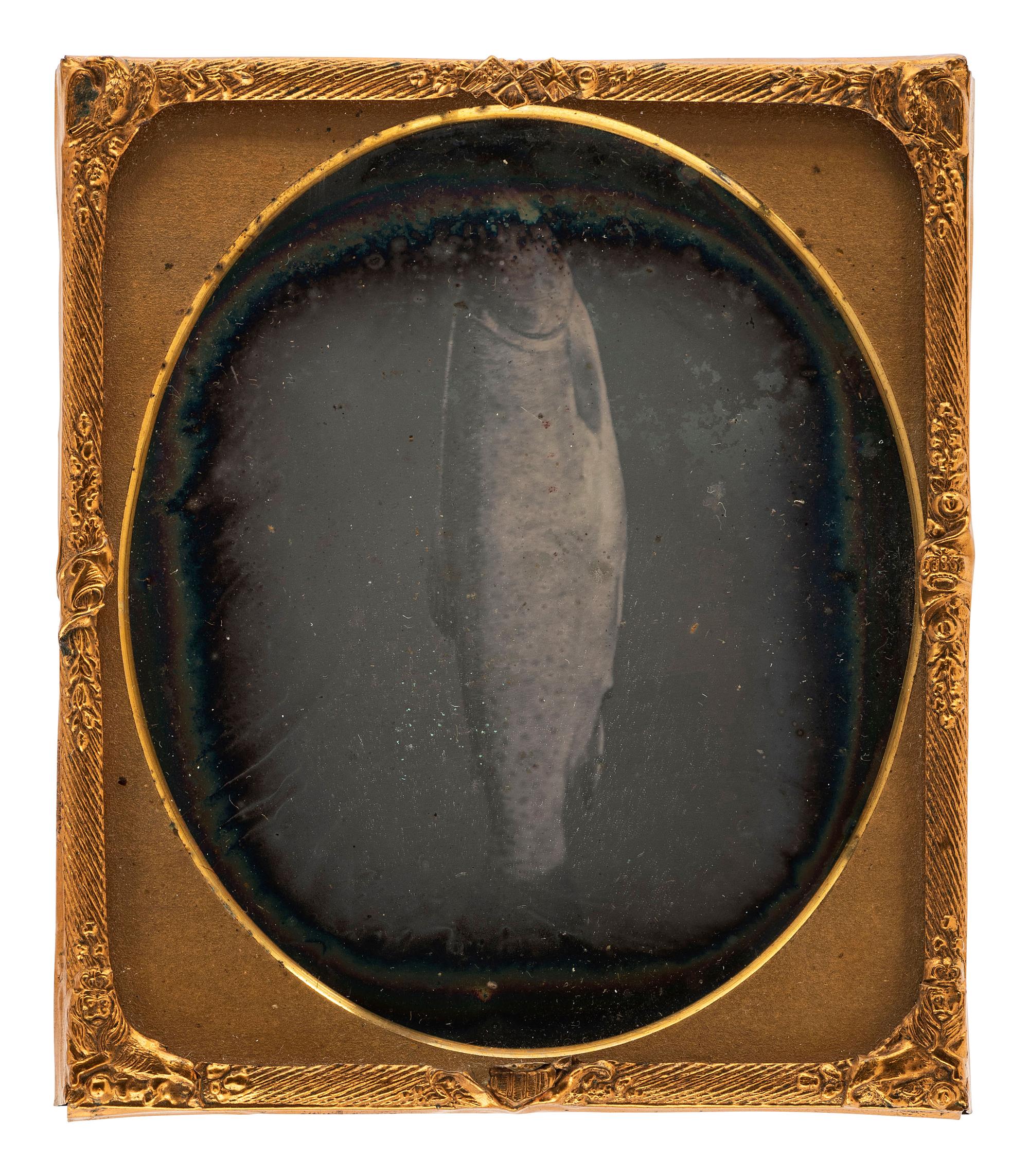 [EARLY PHOTOGRAPHY]. A sixth plate daguerreotype of a fish, possibly a salmon.
