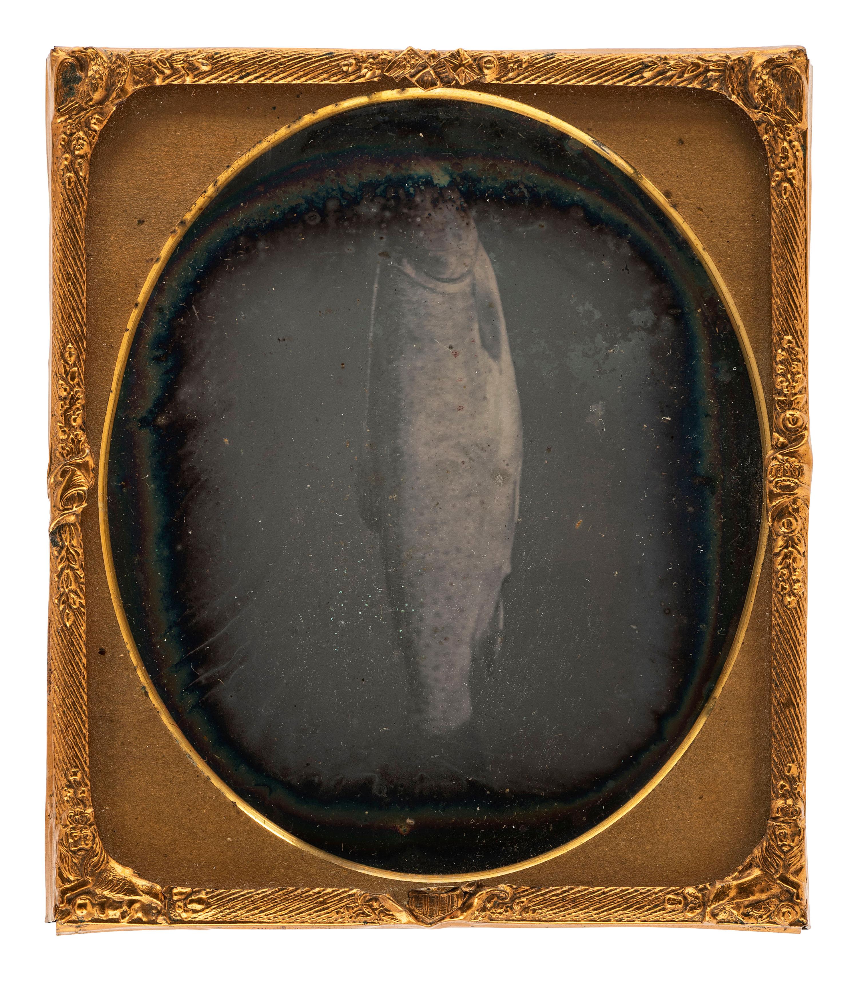 [EARLY PHOTOGRAPHY]. A sixth plate daguerreotype of a fish, possibly a salmon.