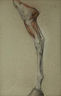A Group of Five Pencil and Watercolor Sketches Depicting the Anatomy of Equine — 20TH CENTURY