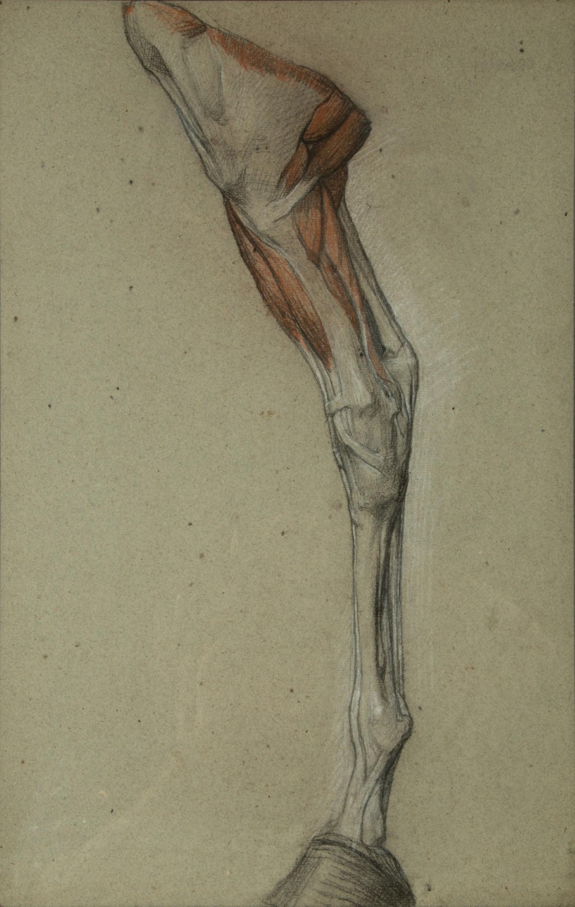 A Group of Five Pencil and Watercolor Sketches Depicting the Anatomy of Equine — 20TH CENTURY